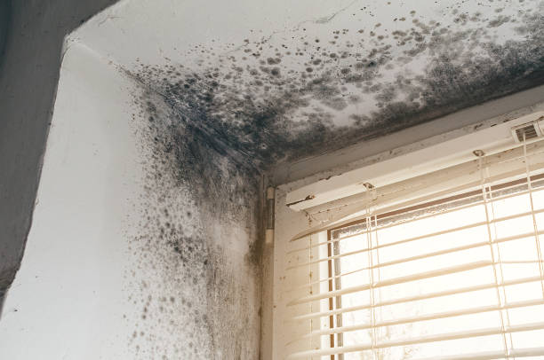 Affordable Mold Cleanup solutions in Middleville, MI